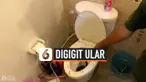 PENIS PRIA DIGIGIT ULAR YANG BERSEMBUNYI DI KLOSET