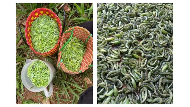 Makanan Unik Khas Vietnam Tumis Ulat Cassia, Lezat tapi Bikin Merinding