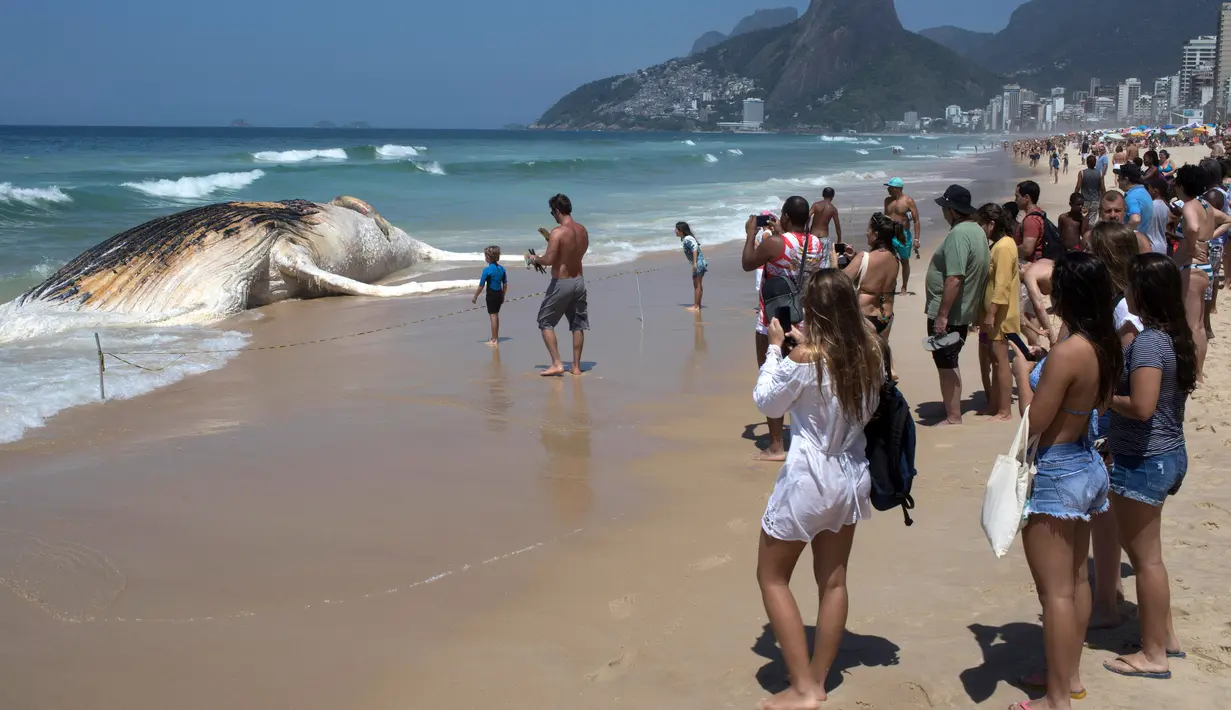 Pengunjung mengambil gambar bangkai paus bungkuk yang terdampar di tepi pantai Ipanema, Rio de Janeiro, Rabu (15/11). Diketahui bahwa pantai di sepanjang Brasil memang kerap menjadi pantai bermigrasi bagi paus. (AFP PHOTO / Leo Correa)