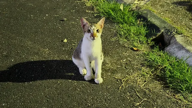 Hasil foto malam hari dengan Oppo Find N2 Flip (Liputan6.com/Giovani Dio Prasasti)
