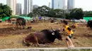 Selain itu, lanjutnya Dinas KPKP juga telah melaksanakan sosialisasi dan koordinasi dengan Dinas yang membidangi fungsi peternakan dan kesehatan serta Pejabat Otoritas Veteriner daerah yang menjadi pemasok hewan kurban. (Liputan6.com/Johan Tallo)
