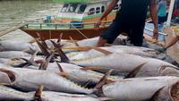 Tuna Hasil Tangkapan Tradisional Indonesia Jadi Primadona Pasar Premium Dunia