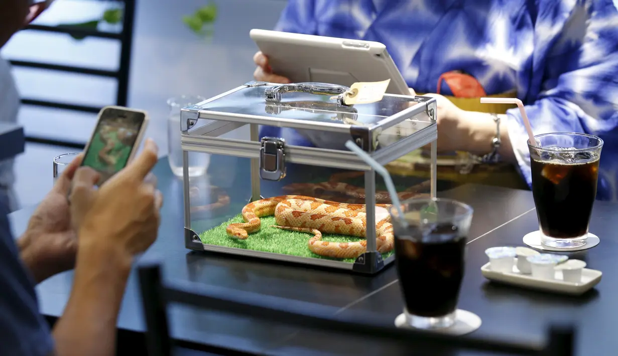 Pengunjung mengambil foto ular saat makan di sebuah kafe ular bernama 'Tokyo Snake Center' di distrik fashion Harajuku, Tokyo, 14 Agustus 2015. Sekali kunjungan, pengunjung hanya perlu membayar sekitar Rp108 ribu. (REUTERS/Toru Hanai)
