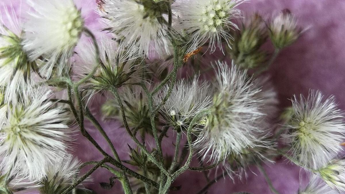 10 Manfaat Tumbuhan Liar Sawi Langit, Tanaman Gulma dengan Antioksidan Tinggi