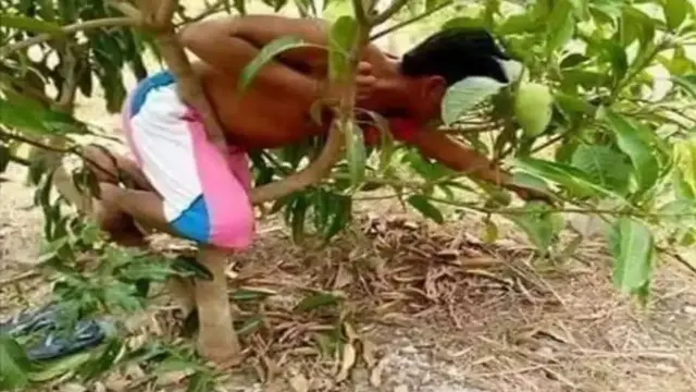 Penuh Perjuangan, Ini 9 Potret Orang Petik Buah dengan Cara Kocak