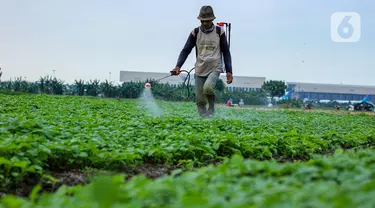 Petani menyemprotkan cairan pestisida di lahan pertanian bayam, kawasan Kota Tangerang, Jumat (27/11/2020). Badan Pusat Statistik mencatat upah nominal harian buruh tani nasional pada Oktober 2020 naik sebesar 0,09 persen dibanding upah buruh tani September 2020. (Liputan6.com/Angga Yuniar)