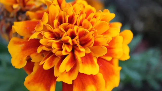 ilustrasi tanaman marigold untuk mengusir serangga/pexels