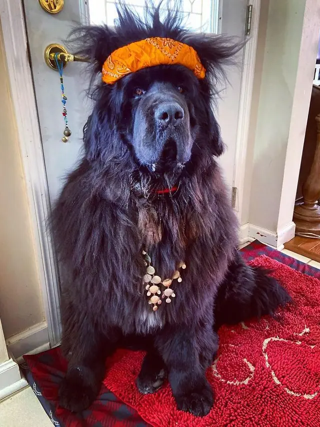 anjing didandani setiap hari