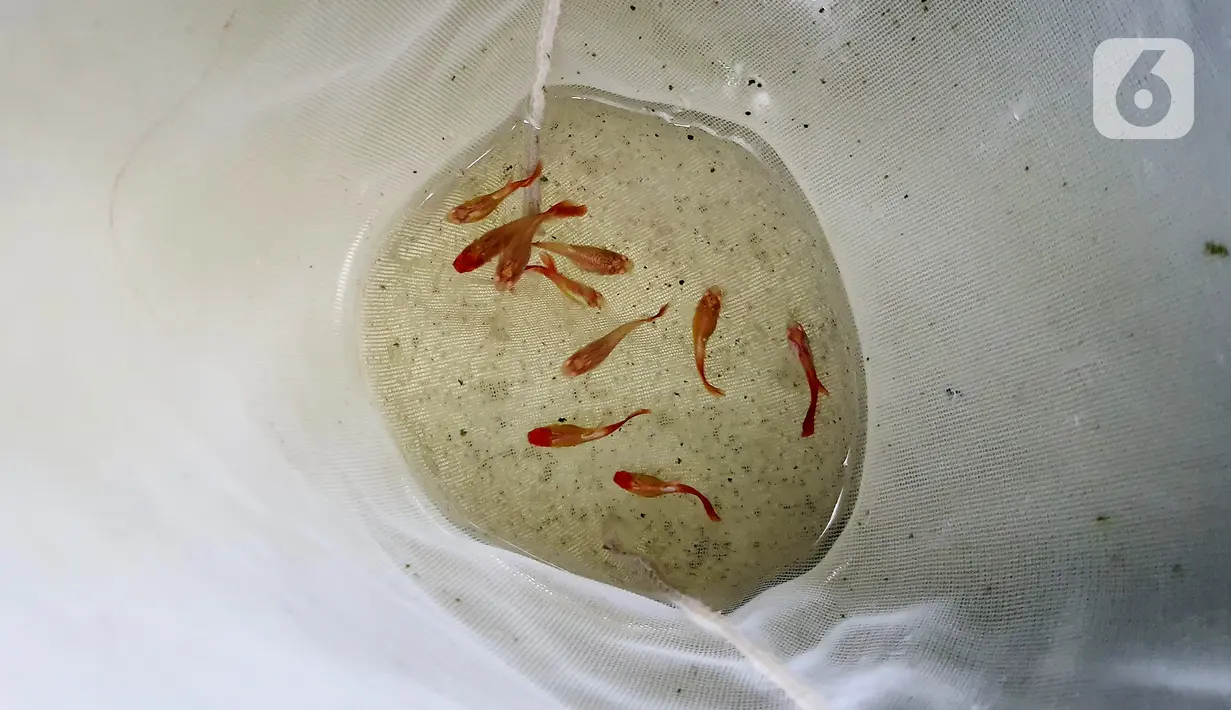 Ikan guppy atau Poecilia reticulata di Pondok Jagung, Tangerang Selatan, Kamis (10/8/2020). Ikan guppy yang berasal dari wilayah Amerika Tengah dan Selatan, masuk ke Indonesia pada tahun 1920-an sebagai ikan akuarium dan dapat berkembang biak dengan cepat. (Liputan6.com/Fery Pradolo)