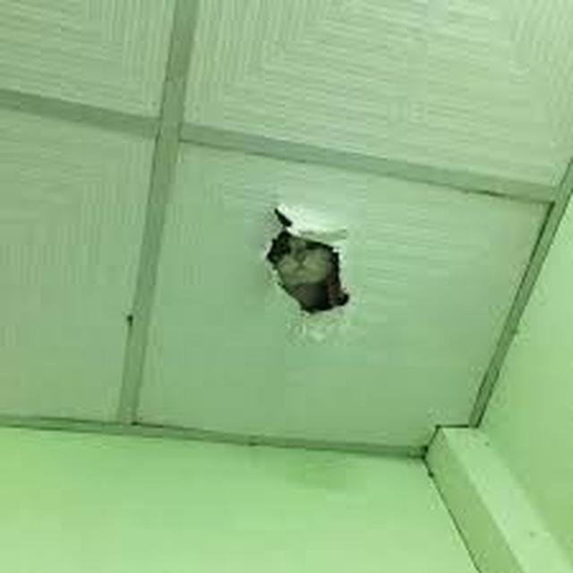 6 Momen Kucing Bikin Kaget Ini Nyeleneh Banget, Bikin Tepuk Jidat