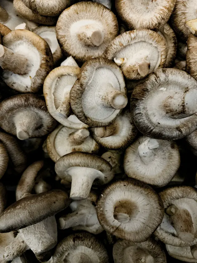 Cara Panen dan Menyimpan Jamur Shiitake agar Tetap Segar