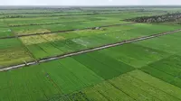 Kementan Antisipasi Dampak El Nino dengan Baik, Produksi Beras Indonesia Meningkat