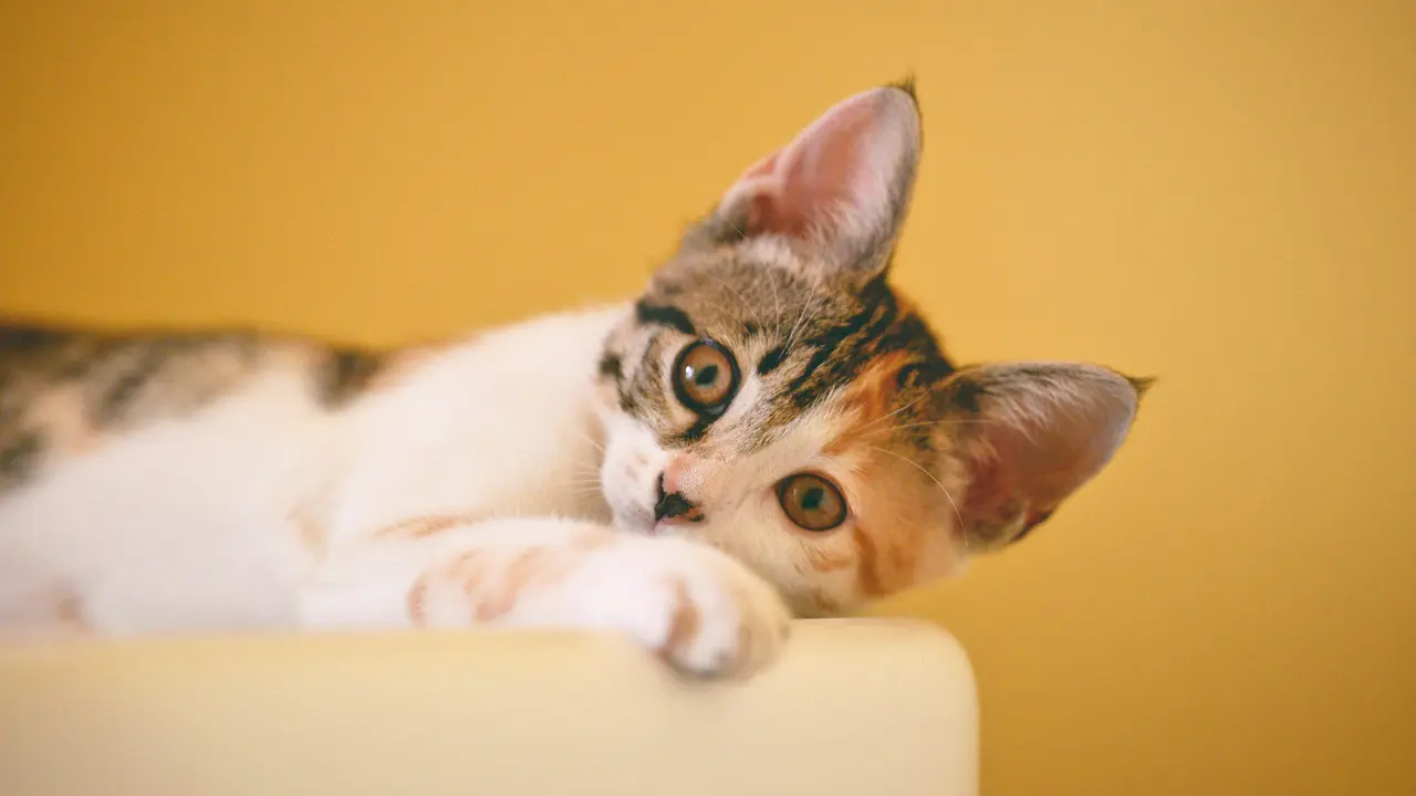 8 Agustus Memperingati Hari Kucing Sedunia, Begini Asal Usulnya
