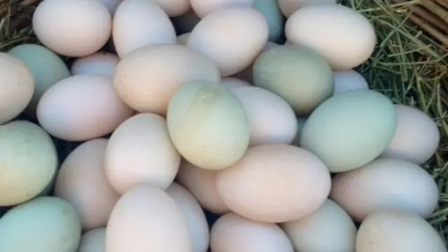 Foto: copyright shutterstock.com