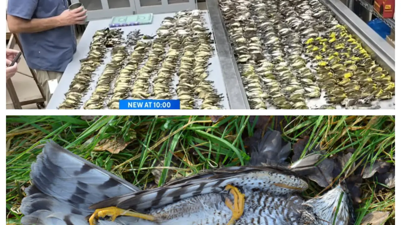 Bangunan Kaca Ini Membunuh Lebih dari 1.000 Burung