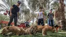 Sejumlah pengunjung bermain dengan tiga bayi singa yang baru lahir di sebuah kebun binatang di Rafah, Jalur Gaza (8/9/2019). Kehadiran tiga bayi singa ini menambah koleksi satwa sebuah kebun binatang tersebut. (AFP Photo/Said Khatib)