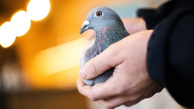12 Arti Mimpi Menangkap Burung Menurut Primbon dan Islam, Jadi Tanda  Keberkahan - Hot Liputan6.com