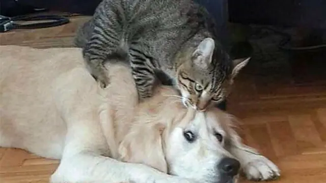 kucing vs anjing