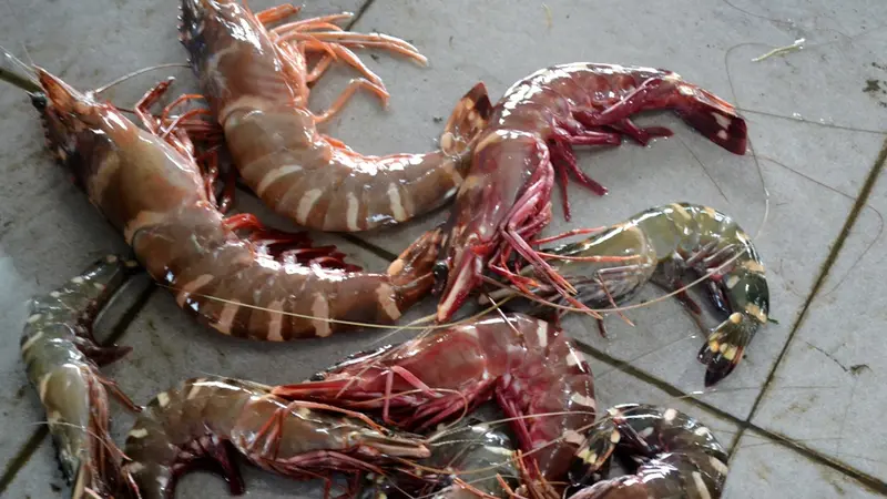 Lobster dan udang Tiger hasil tangkapan nelayan. (Foto: Liputan6.com/Muhamad Ridlo)