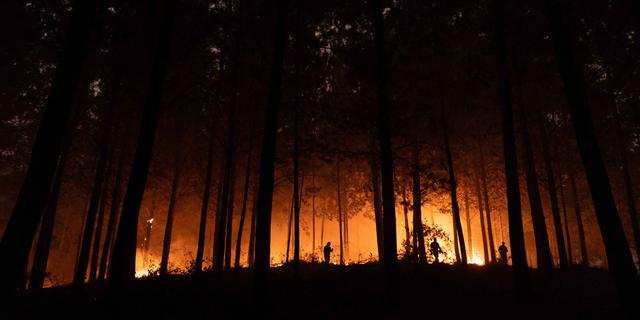 Kebakaran Hutan Chile, Otoritas Setempat Tetapkan Status Darurat