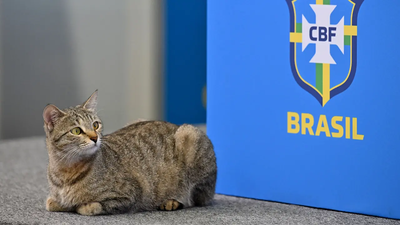 Foto: Momen Lucu, Seekor Kucing Susupi Konferensi Pers Timnas Brasil di Piala Dunia 2022