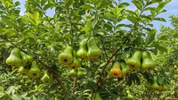 Jenis Pohon Jambu yang Cepat Berbuah dan Mudah Dirawat, Lengkap Kunci Perawatan Optimal