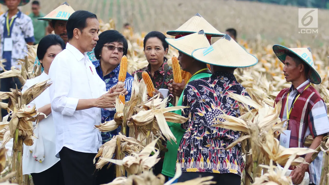 Jokowi Hadiri Panen Raya Jagung di Tuban