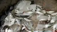 Ikan berformalin dari Kalimantan akan dijual ke Barombong.