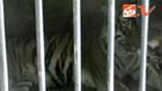 liputan6