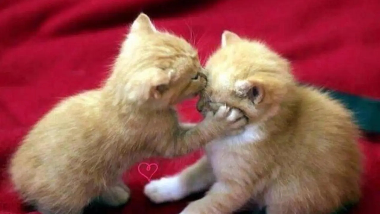 Begini Kalau Kucing Lagi Jatuh Cinta
