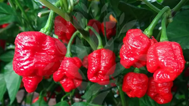 Foto: hotsaucelibrary.tv