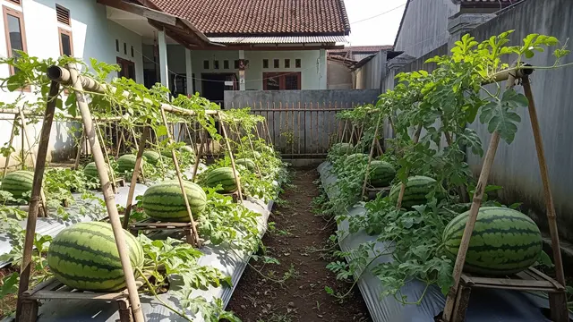 Cara Membuat Kebun Semangka Agar Buahnya Besar di Lahan Kecil, Panen Melimpah