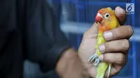 Peternak saat bermain dengan burung lovebird di sebuah peternakan kawasan Duren Sawit, Jakarta, Minggu (23/9). Burung lovebird memiliki harga jual mulai Rp 200 ribu hingga Rp 500 juta. (Merdeka.com/Iqbal Nugroho)