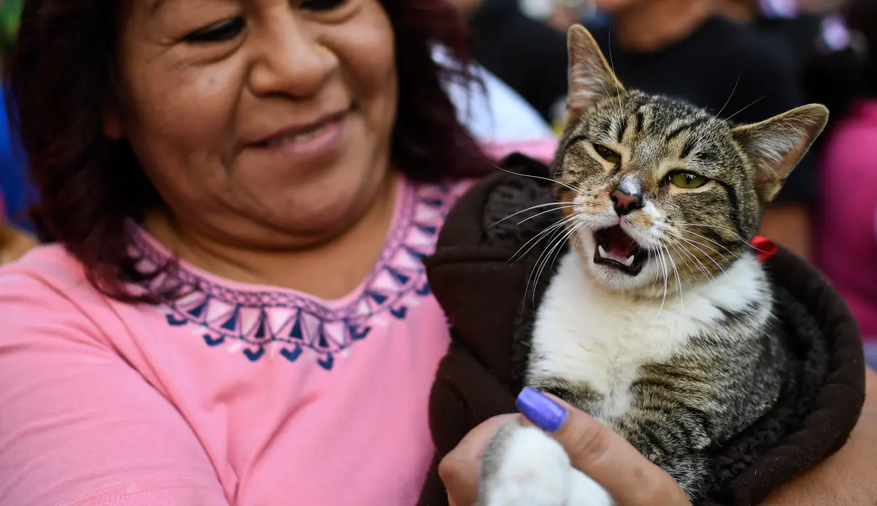 Seorang wanita membawa kucing peliharaannya untuk diberkati di Gereja San Pablo Ermitano, Mexico City, Meksiko (22/1). Santo Anthony dikenal sebagai santo pelindung hewan peliharaan. (AFP Photo/Ronaldo Schemidt)