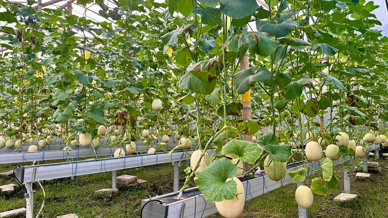 Perkebunan Melon Hidroponik Rindu Farm/Foto: Liputan6.com/Miranti