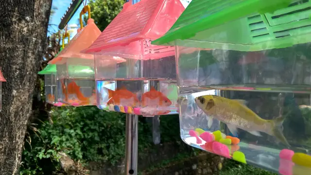 Penjual Ikan Hias