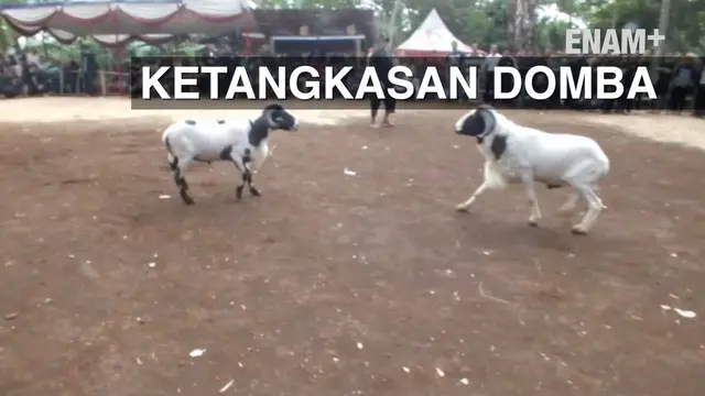 Enam Plus: Lomba Ketangkasan Domba Garut