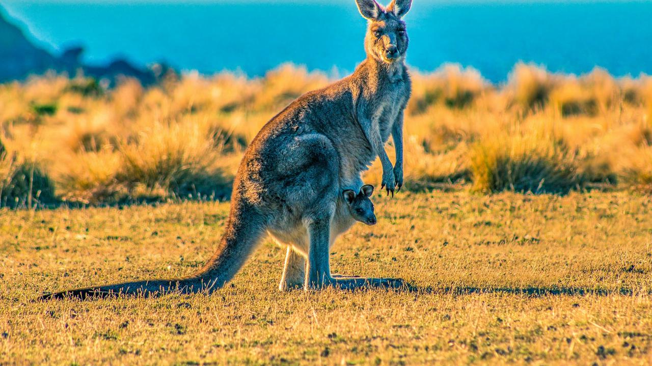 Kangaroo