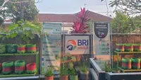 Gang Sempit Jadi Kebun Sayur, Kelompok Tani Timoho Ngeremboko Rasakan Manfaat BRInita