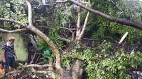 Rumah warga rusak tertimpa pohon tumbang akibat angin kencang (BNPB Indonesia)