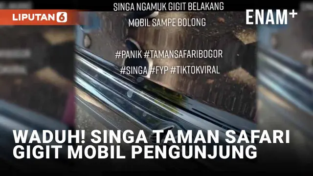 Ngeri! Singa Gigit Mobil Pengunjung Taman Safari Hingga Bolong