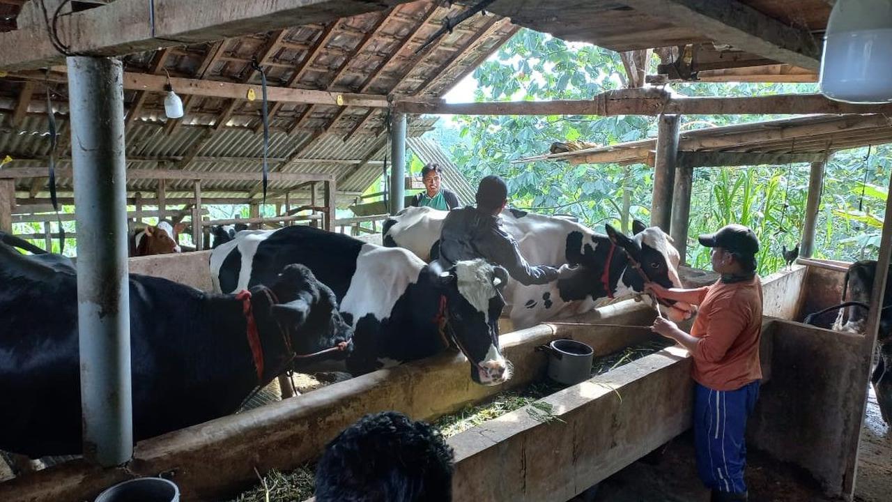 Pelaksanaan vaksinasi PMK terhadap sapi perah di Probolinggo (Istimewa)
