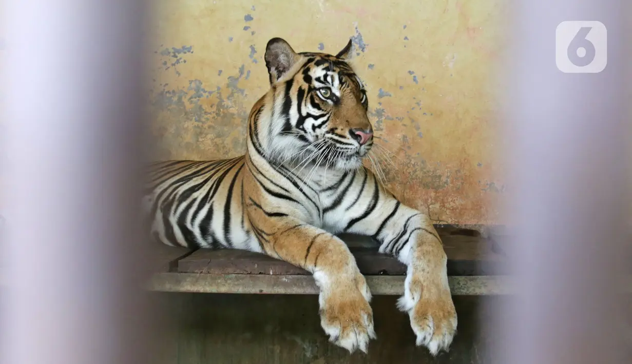 Salah satu Harimau Sumatera yang terpapar COVID-19 di Taman Margasatwa Ragunan (TMR), Jakarta, Minggu (1/8/2021). Gubernur DKI Jakarta Anies Baswedan mengatakan pihaknya akan memastikan kondisi kedua Harimau, Hari dan Tino yang positif COVID-19 pada 15 Juli lalu. (merdeka.com/Herman Zakharia)