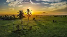 Foto udara pemandangan sawah saat matahari terbit di Samahani, Provinsi Aceh, Jumat, 24 Juli 2026. (AFP/ Chaideer Mahyuddin)