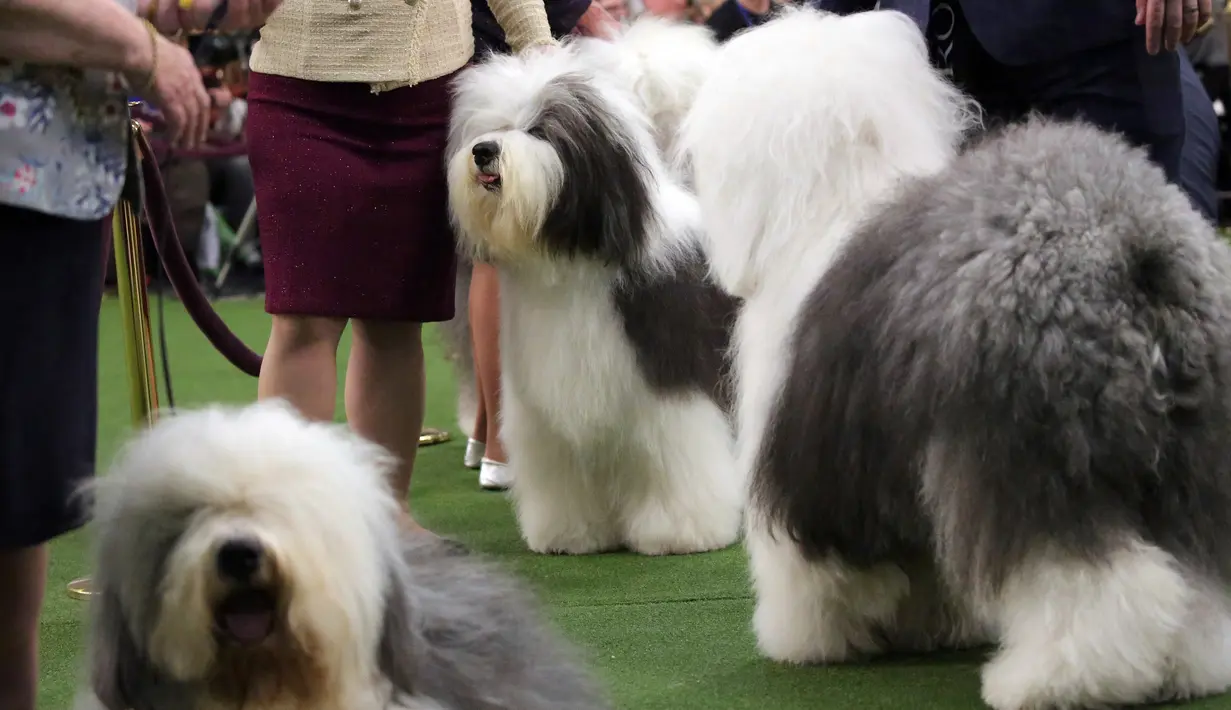 Sejumlah anjing gembala Old English menunggu untuk bersaing dalam acara Best of Breed saat pertunjukan anjing Westminster Kennel Club di New York, Senin (11/2). Kompetisi ini diikuti ribuan anjing lucu dari 50 negara bagian di AS. (AP Photo/Wong Maye-E)