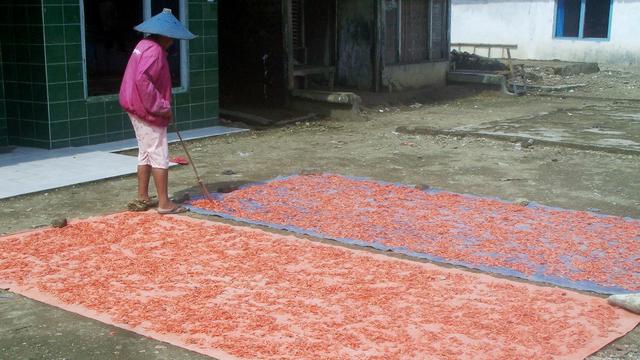 Seorang warga Kampung Laut, Cilacap, menjemur udang rebon. (Foto: Liputan6.com/Muhamad Ridlo)
