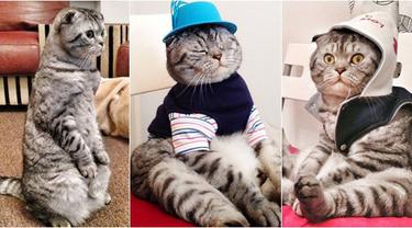 Niki Kucing Yang Lebih Suka Duduk Daripada Berdiri Di Atas 4 Kaki Lifestyle Fimela Com