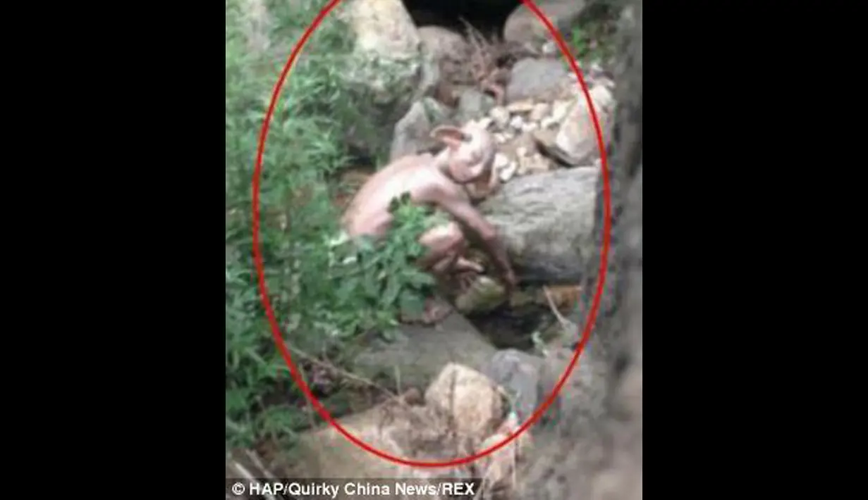 Seorang turis berhasil mengabadikan gambar makhluk aneh tersebut saat dirinya berkemah dan hendak buang air kecil di lembah Huairou, Beijing, Cina (25/6/2014) (dailymail)
