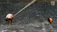 Petugas UPK Badan Air Dinas Kebersihan DKI Jakarta membersihkan rumput liar di sepanjang turap Kali Baru, Jakarta, Selasa (18/7). Kegiatan rutin tersebut merupakan upaya menjaga kebersihan sungai di Ibu Kota. (Liputan6.com/Immanuel Antonius)