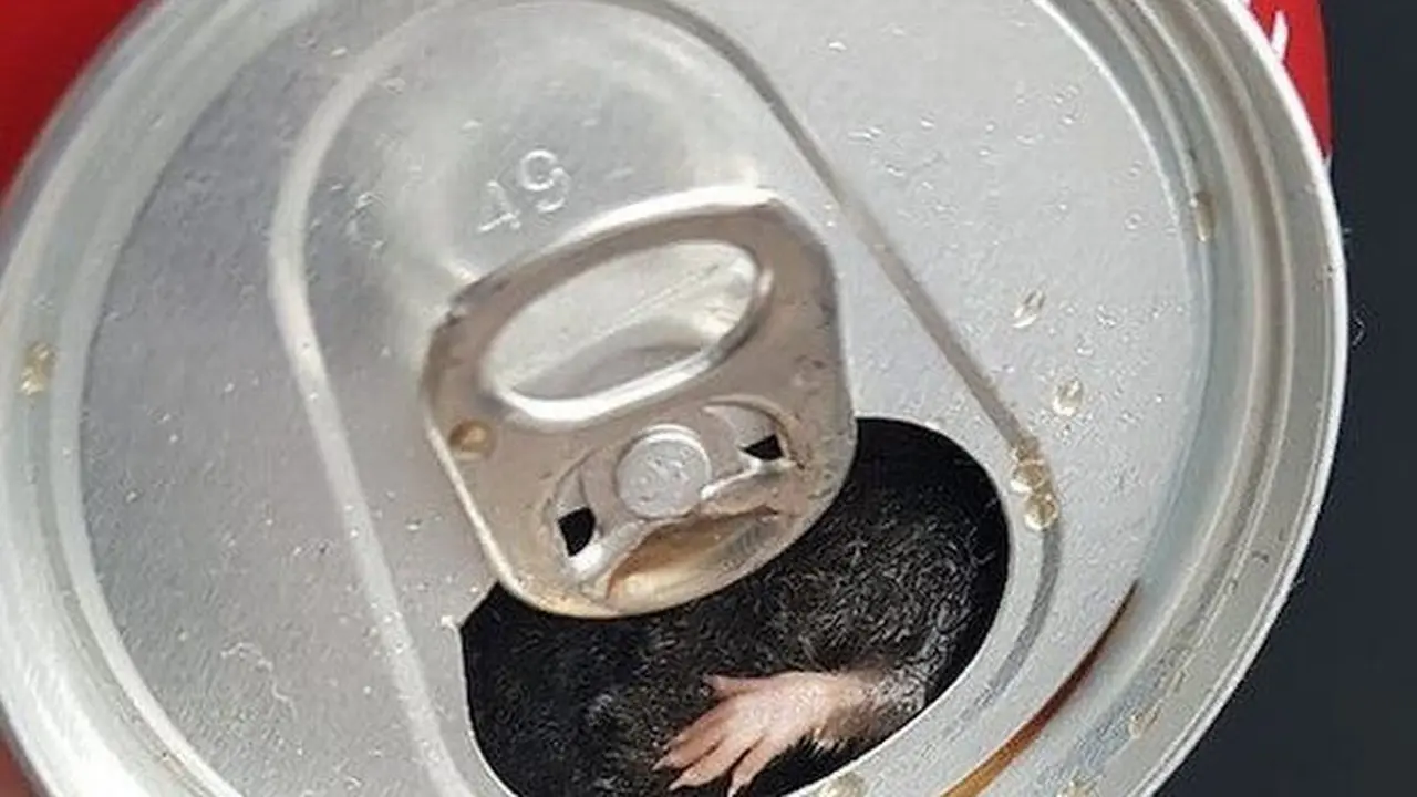 tikus dibotol soda